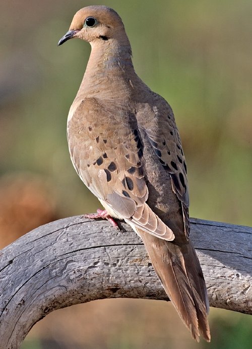 South Texas Hunting